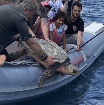 LIBERATE IN MARE DUE TARTARUGHE.  INIZIATIVA IN COLLABORAZIONE CON WWF MOLFETTA E CSV SAN NICOLA