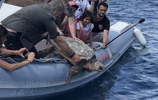 LIBERATE IN MARE DUE TARTARUGHE.  INIZIATIVA IN COLLABORAZIONE CON WWF MOLFETTA E CSV SAN NICOLA