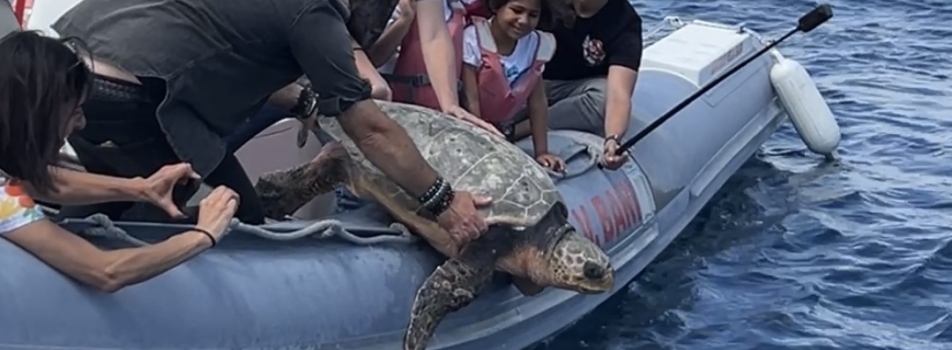 LIBERATE IN MARE DUE TARTARUGHE.  INIZIATIVA IN COLLABORAZIONE CON WWF MOLFETTA E CSV SAN NICOLA